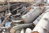 ۲.۵ تن چوب جنگلی قاچاق در خلخال کشف شد