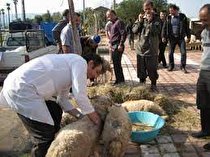 نظارت ۳۳ اکیپ دامپزشکی بر ذبح دام‌های نذری در تاسوعا و عاشورا در کرمانشاه