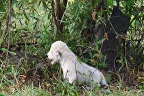 کشف توله شیر‌های متعلق به ۲۸ هزار سال پیش +فیلم