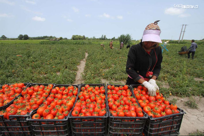 امسال پیش بینی شده بیش از ۷۵ هزارتن گوجه فرنگی در پارس آباد تولید و روانه بازار و کارخانه‌های فراوری رب شود.
