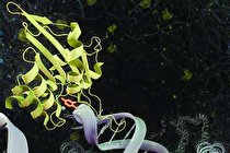 کشف آنزیم حیاتی در مبارزه با سرطان و عفونت‌ های ویروسی