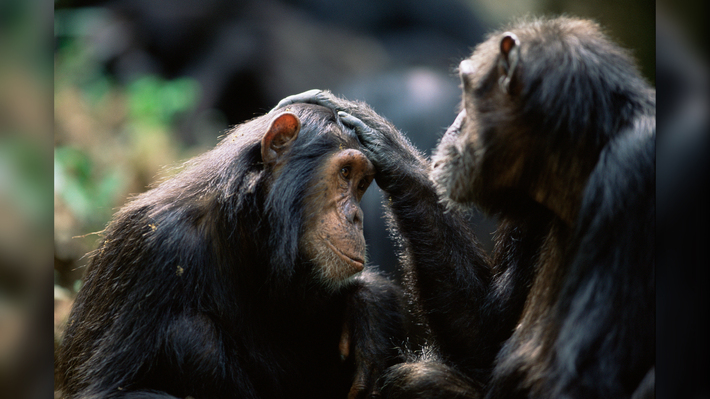 شامپانزه‌ها هم سلام و خداحافظی می‌کنند