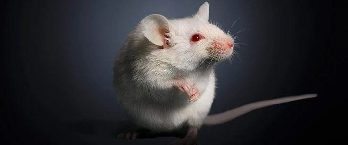 مجموعه‌ای از آزمایش‌های جدید بر روی موش‌ها یک فرایند کلیدی را شناسایی کرده است که طی آن مغز و سیستم ایمنی بدن برای سوزاندن ذخایر چربی شکمی با یکدیگر همکاری می‌کنند.