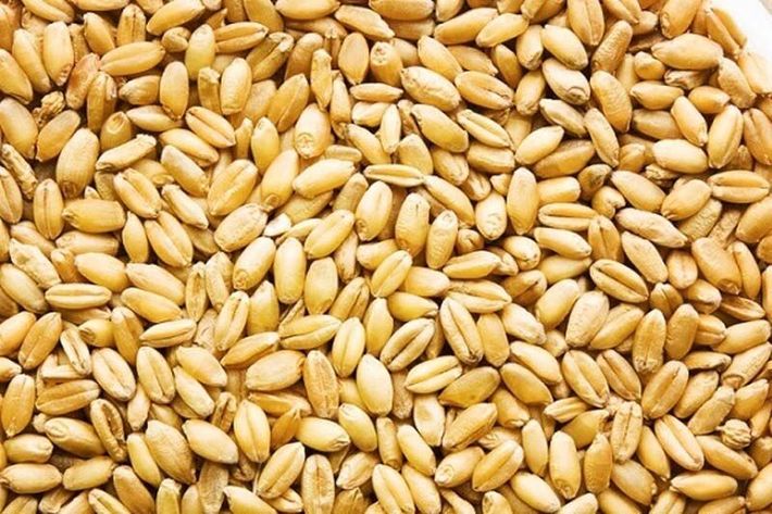با پایین آمدن کیفیت نان در استان زنجان به علت استفاده از گندم تازه ، ۵ هزار تن گندم خارجی برای اختلاط با گندم زنجان ، به استان اختصاص یافت.