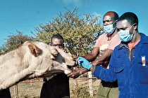 چرخش کرونا در دنیای حیوانات