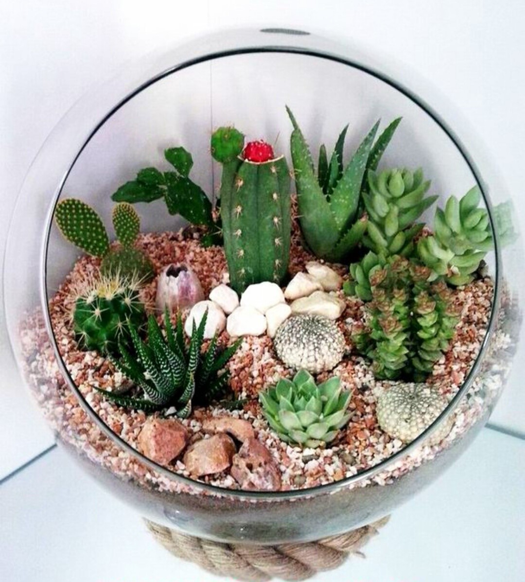 خرید بذر و تراریوم از فروشگاه باغ بذر