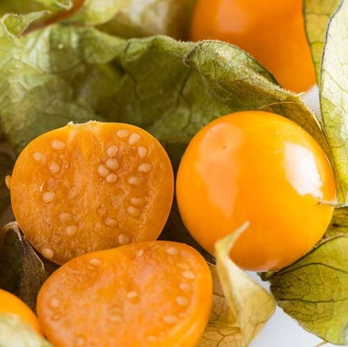 خرید بذر و تراریوم از فروشگاه باغ بذر