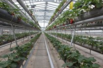 رتبه سوم بم در گلخانه های هیدروپونیک استان کرمان