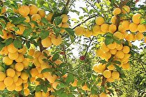 مراغه؛ بهشت آلوچه خشکباری ایران