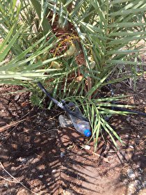 ایجاد آبشخور پرندگان در نخلستان با ظروف بازیافتی