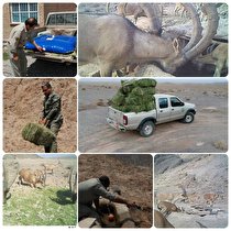 توزیع علوفه وآبرسانی به حیات وحش شهرستان انار