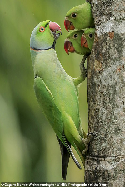 چهره هولناک یک شیر / اتفاقی وحشتناک روی دیوار یک خانه!(گزارش تصویری) چهره هولناک یک شیر / اتفاقی وحشتناک روی دیوار یک خانه!(گزارش تصویری)