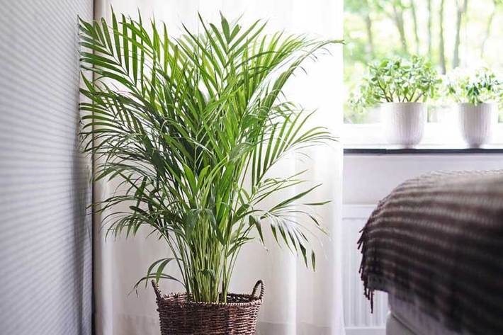 آشنایی با گیاهان آپارتمانی که برای سلامتیتان مفید است