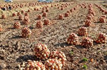 پرداخت ۸۰ درصد مطالبات پیازکاران هرمزگان