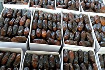 خرید توافقی بیش از ۳۰۰ تن خرما از نخلداران هرمزگانی