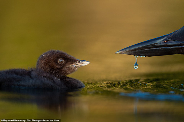 گشتی شگفت انگیز در دنیای پرندگان (گزارش تصویری) گشتی شگفت انگیز در دنیای پرندگان (گزارش تصویری)