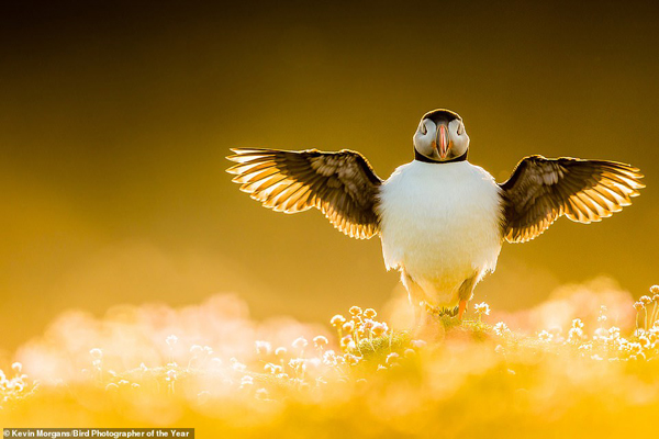 گشتی شگفت انگیز در دنیای پرندگان (گزارش تصویری) گشتی شگفت انگیز در دنیای پرندگان (گزارش تصویری)