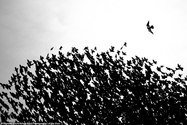 گشتی شگفت انگیز در دنیای پرندگان (گزارش تصویری) گشتی شگفت انگیز در دنیای پرندگان (گزارش تصویری)