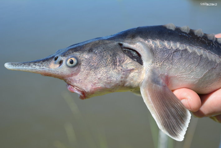 توسعه ماهیان خاویاری در رودخانه‌های خلخال