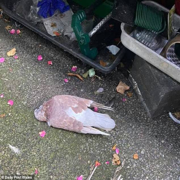 لحظات مهم خبری و غیرخبری اخیر در سراسر جهان (تصاویر) لحظات مهم خبری و غیرخبری اخیر در سراسر جهان (تصاویر)