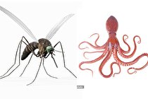 انسان از پشه چکونه تقلید می کند؟ / معجزه هشت پا و کک!