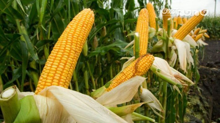پیش بینی تولید ۸۰ هزارتن ذرت دانه ای در جنوب کرمان