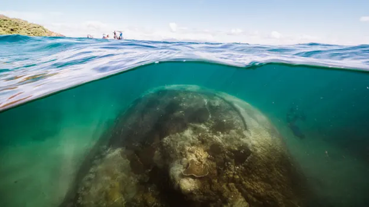 کشف موجود دریایی با قدمت ۴ قرن +عکس