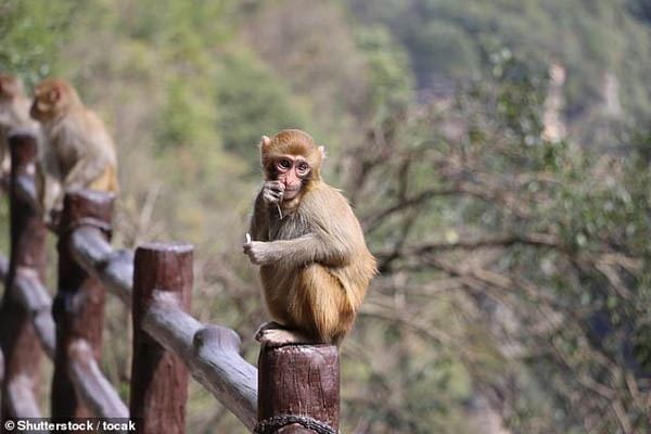 میمون ها طمع کارند / کوهی که به معنای واقعی آب می شود (تصاویر) میمون ها طمع کارند / کوهی که به معنای واقعی آب می شود (تصاویر)