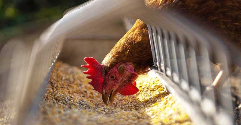 تاثیر استفاده از تجهیزات صنعتی در پرورش طیور