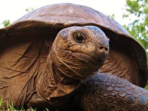 اولین فیلم ثبت شده از صحنه شکارگری یک لاک‌پشت (+ ویدیو)