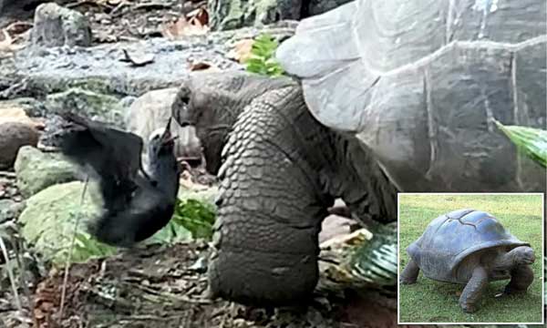 شکار پرنده توسط لاک پشت (+ عکس و فیلم)