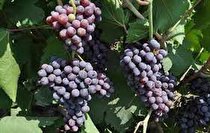 ۱۳ هزار تن محصول باغی امسال در ایلام تولید شد