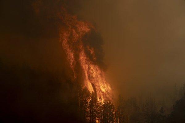 تنهایی یک خرس قطبی غمگین (گزارش تصویری)