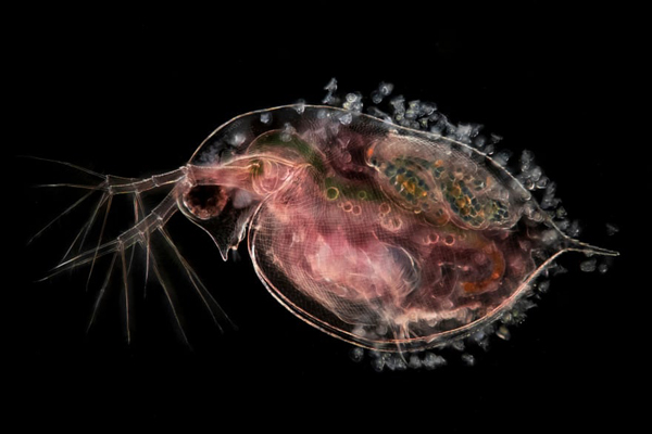 تصاویری شگفت انگیز و برگزیده از مسابقه «میکروگرافی» (گزارش تصویری) تصاویری شگفت انگیز و برگزیده از مسابقه «میکروگرافی» (گزارش تصویری)