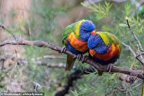 تغییر سایز بدن حیوانات دنیا آغاز شده است