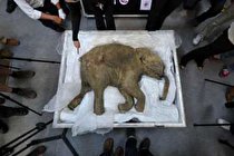 بازگرداندن ماموت‌ های منقرض شده به زندگی