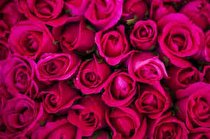 کشف ۹ هزار و ۹۰۵ شاخه گل قاچاق در همدان