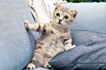 10 جایزه برای عجیب‌ترین تحقیقات سال (+عکس)