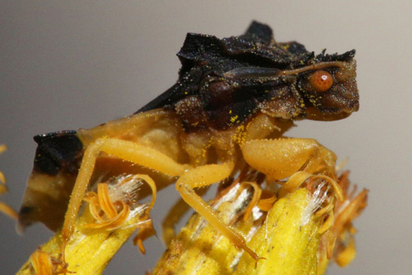 تصاویر برگزیده حیات وحش و محیط زیست در هفته اخیر  (گزارش تصویری) تصاویر برگزیده حیات وحش و محیط زیست در هفته اخیر  (گزارش تصویری)