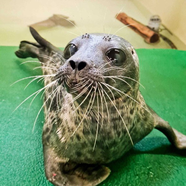 تصاویر برگزیده حیات وحش و محیط زیست در هفته اخیر  (گزارش تصویری) تصاویر برگزیده حیات وحش و محیط زیست در هفته اخیر  (گزارش تصویری)