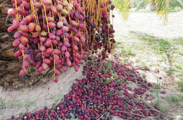 ساوه شهره به انار است و بم به رطبش (+تصاویر) ساوه شهره به انار است و بم به رطبش (+تصاویر)
