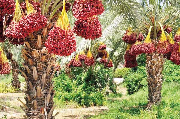 ساوه شهره به انار است و بم به رطبش (+تصاویر) ساوه شهره به انار است و بم به رطبش (+تصاویر)