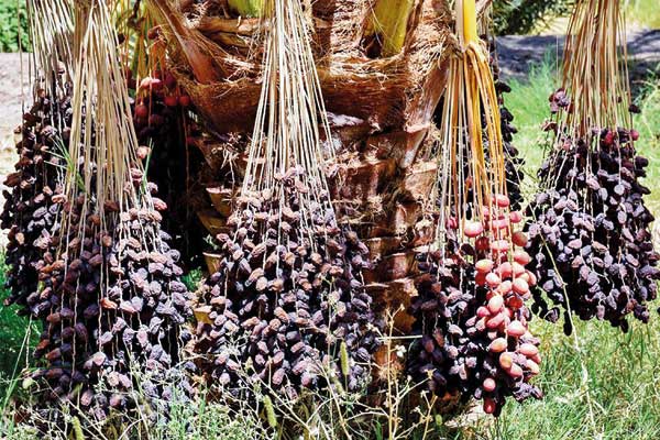 ساوه شهره به انار است و بم به رطبش (+تصاویر) ساوه شهره به انار است و بم به رطبش (+تصاویر)