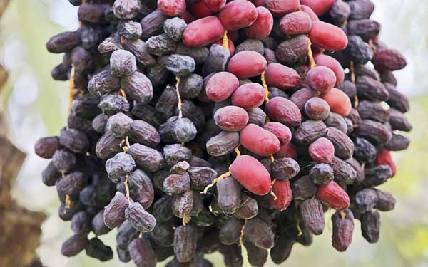 ساوه شهره به انار است و بم به رطبش (+تصاویر) ساوه شهره به انار است و بم به رطبش (+تصاویر)