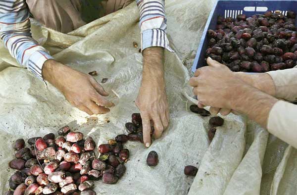 ساوه شهره به انار است و بم به رطبش (+تصاویر) ساوه شهره به انار است و بم به رطبش (+تصاویر)