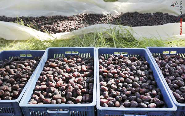 ساوه شهره به انار است و بم به رطبش (+تصاویر) ساوه شهره به انار است و بم به رطبش (+تصاویر)