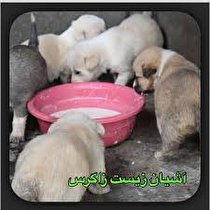 شهرداری کرمانشاه حامی حقوق حیوانات است