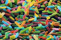 این موجودات گاهی دوست داشتنی هستند