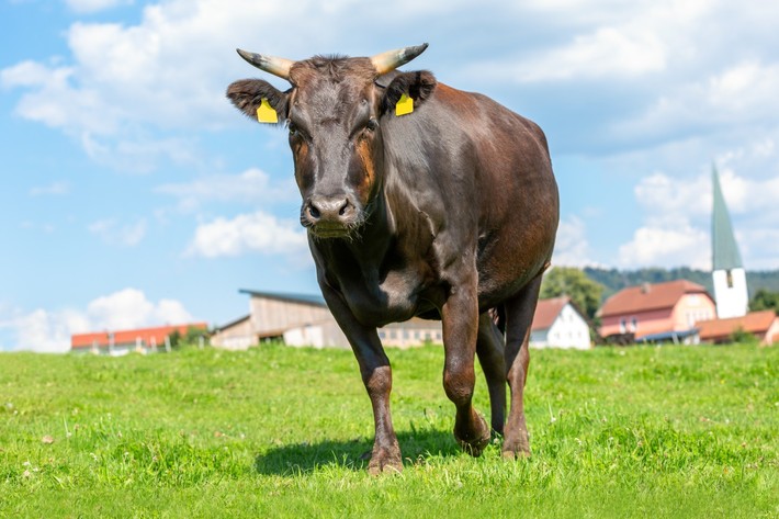 دانشمندان دانشگاه اوساکا بافت گوشت چربی‌دار گاو نژاد واگیو (Wagyu) که نوعی نژاد گاو ژاپنی است را با چاپ سه‌بعدی در آزمایشگاه تولید کردند.