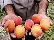 پیش بینی برداشت450 تن هلو از باغات شهرستان راور